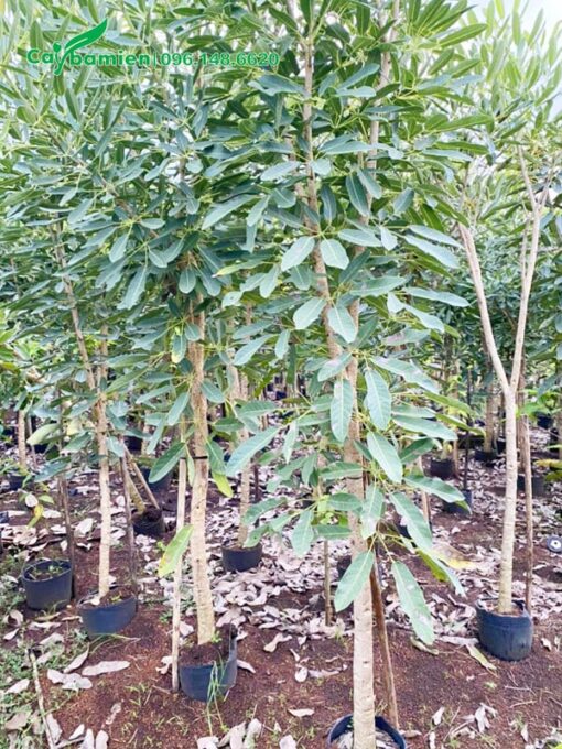 Cây giống cao 2m