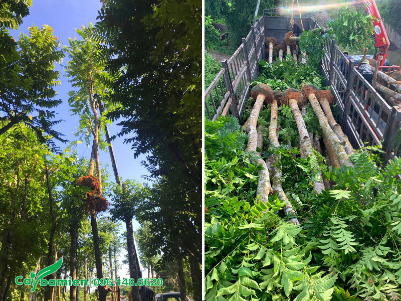 Bán cây Lát Hoa công trình vanh 50 cho khách hàng tại Hà Nội