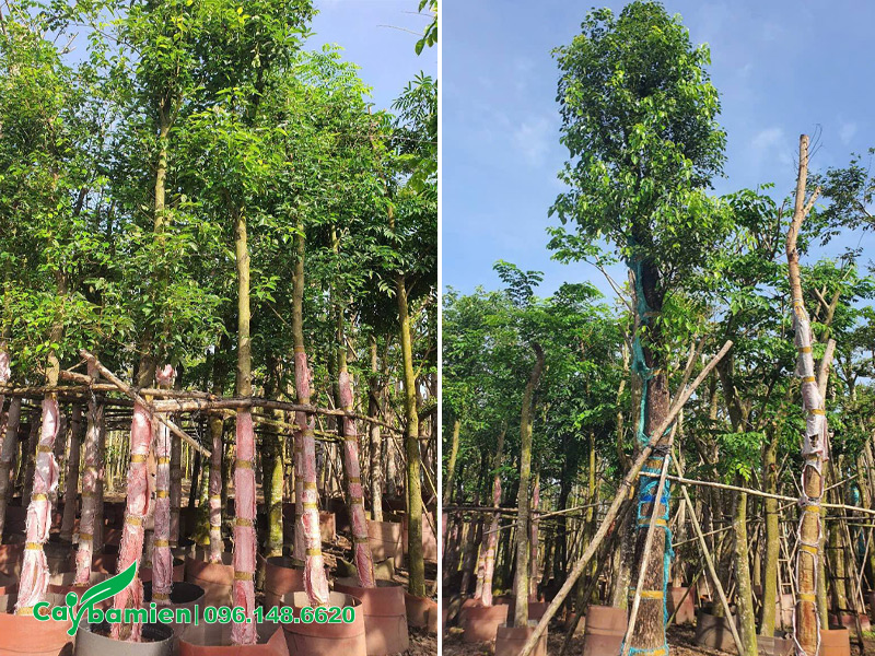 Cây Long Não dưỡng ủ trong bầu, chiều cao 5 - 7m