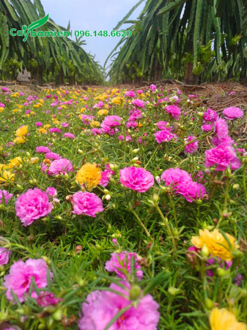 Trồng Hoa Mười giờ trồng xen trong vườn Thanh Long