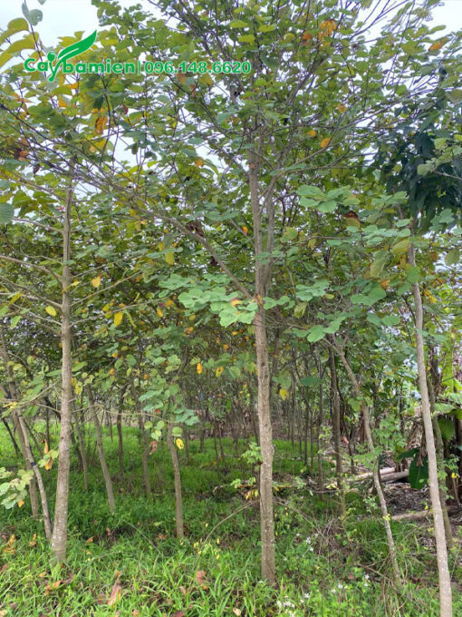 Vườn trồng cây ban tây bắc lâu năm, chiều cao khoảng 4m