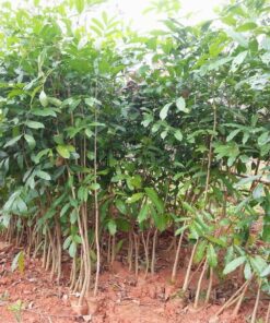Cây xà cừ giống tại vườn ươm
