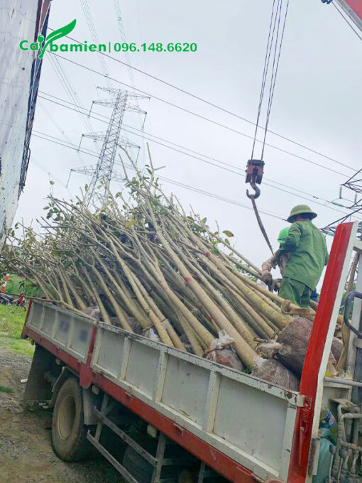 Công nhân đang xếp những cây hoa Kèn Hồng vanh 40 lên xe
