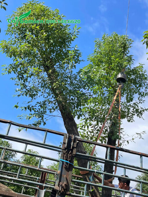 Xếp từng cây Long Não công trình vanh 60cm lên thùng xe tải