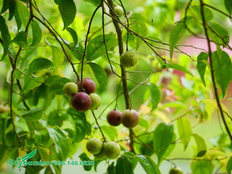 Những chùm quả Bồ Quân chín đỏ trên cây