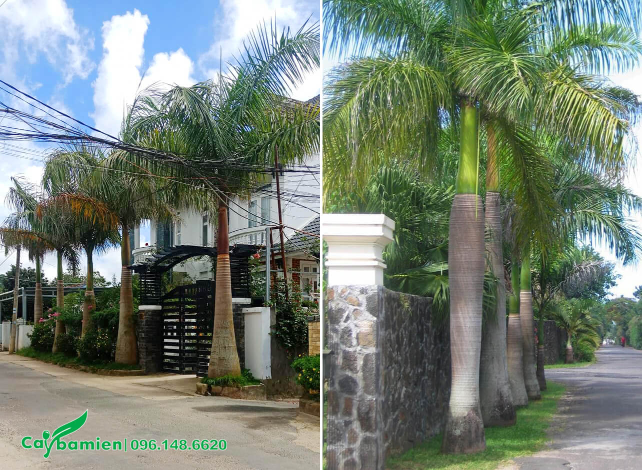 Hàng cây cau bụng trồng theo bờ rào trước cổng nhà