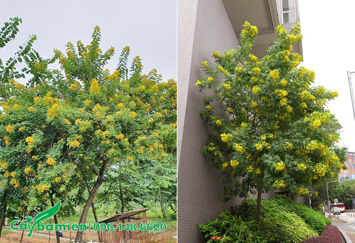 Những cây hoa điệp vàng trồng công trình, bộ tán đẹp với màu xanh và vàng