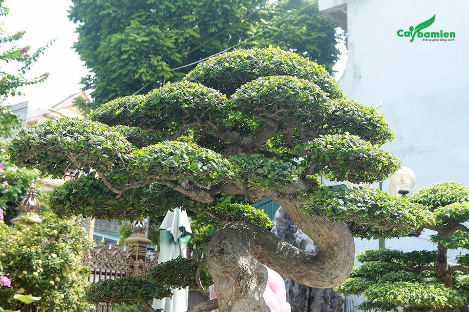 Cây Duối bonsai dáng long đẹp