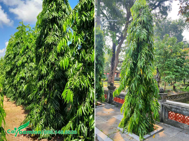 Cây Hoàng Nam cao 3m, trồng ở sân chùa
