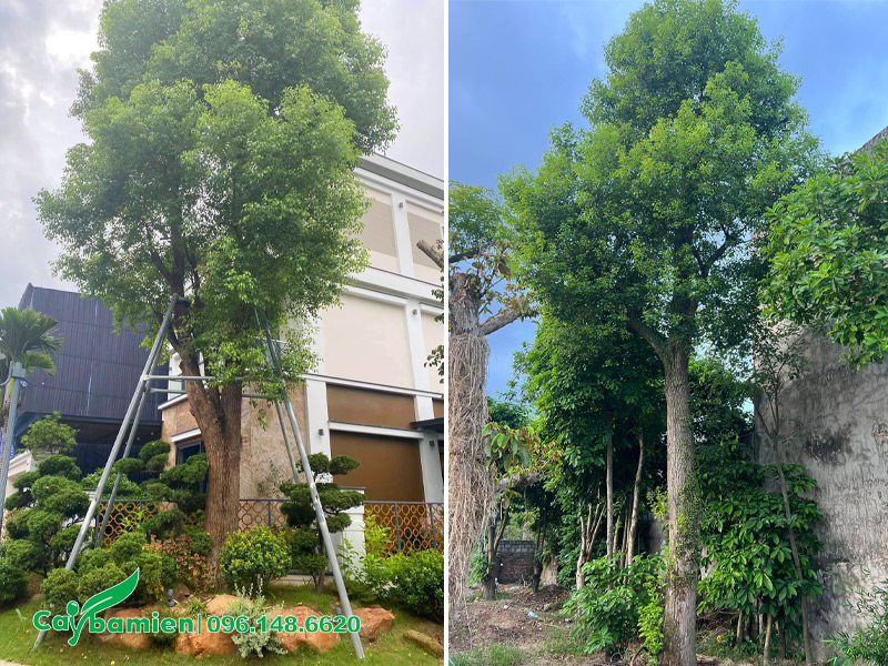 Cây Long Não trồng trong sân vườn biệt thự