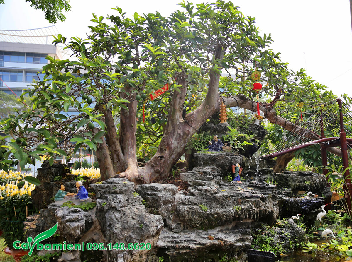 Cây ổi bonsai cổ thụ hàng chục năm tuổi đặt ở tiểu cảnh trước nhà