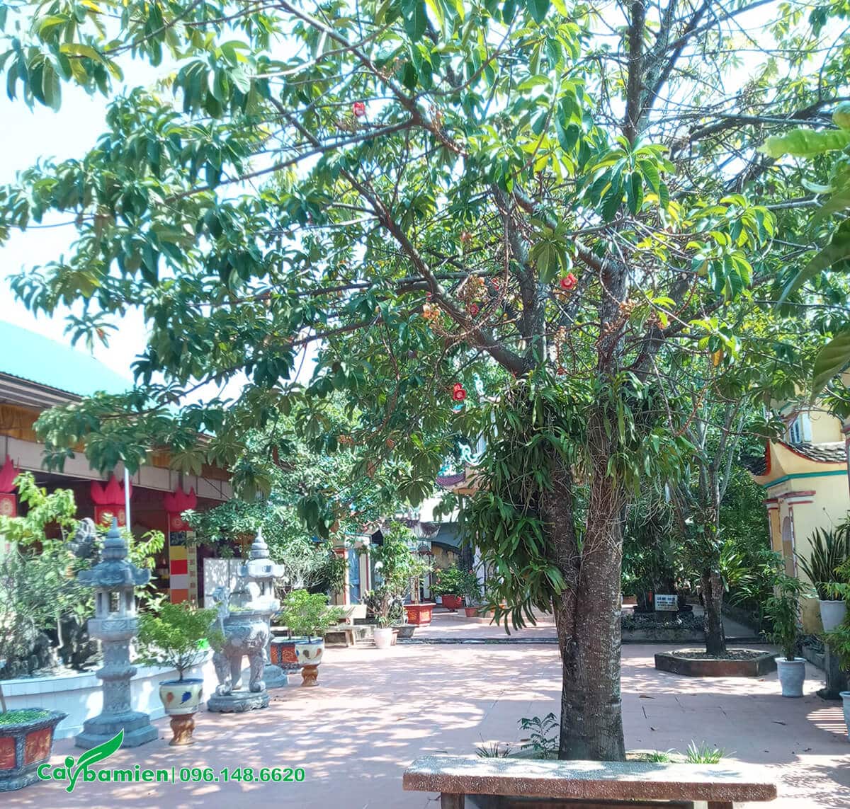 Cây Vô Ưu trồng trong sân chùa