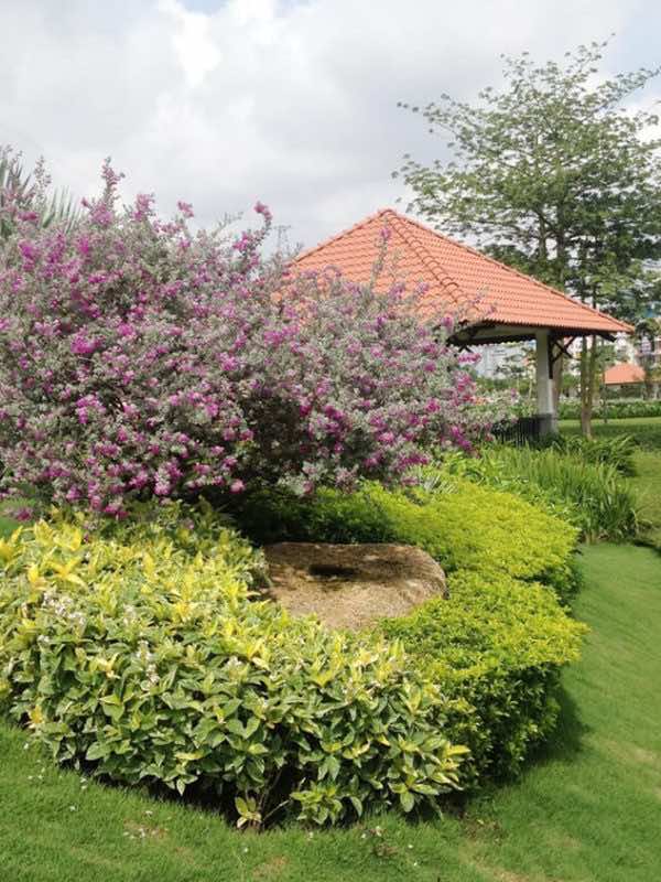 Cây Bạch Tuyết Sơn trồng trong sân vườn biệt thự