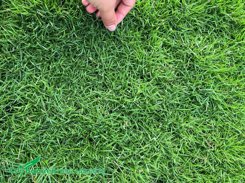 Thảm cỏ nhung Nhật xanh mướt