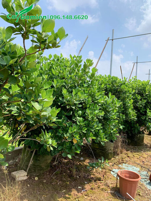 Mua Bạch Thiên Hương cao 1,5m