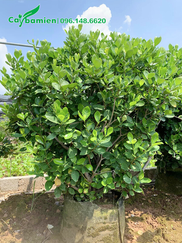Vườn giâm ủ cây Bạch Thiên Hương lâu năm