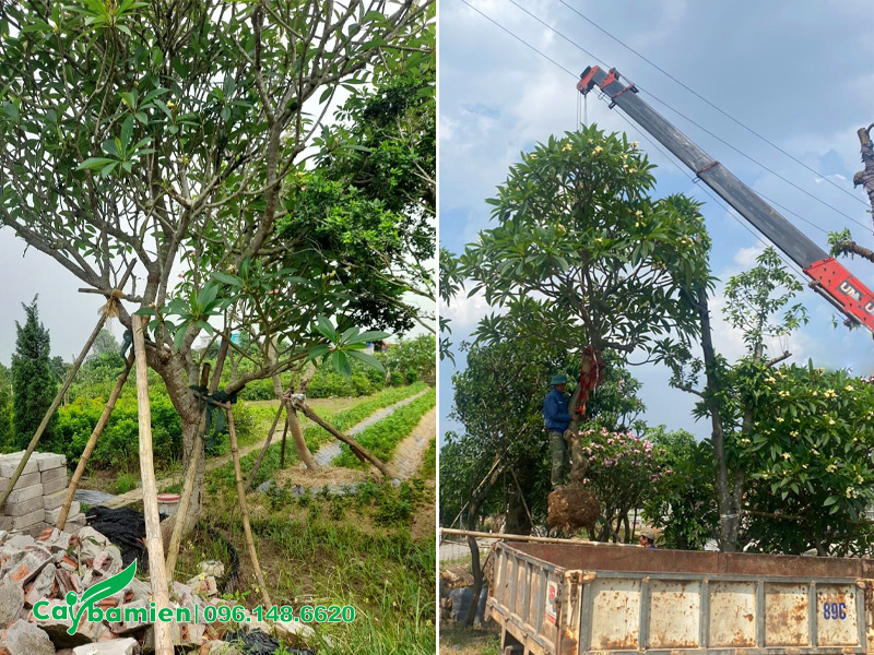 Cẩu cây hoa đại trắng đã dâm ủ lên xe tải
