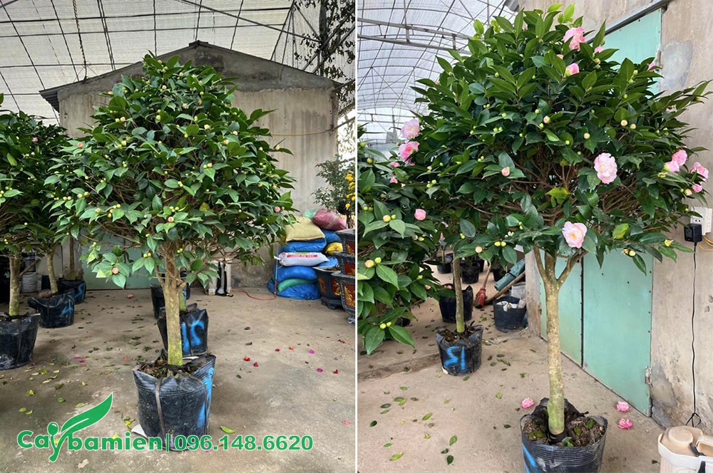 Bán cây hoa Trà cung đình cao 1m2, đường kính gốc 7cm