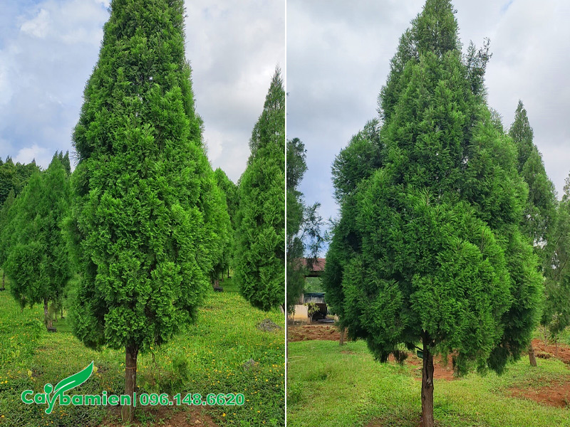 Cây Hoàng Đàn chiều cao 5 - 7m