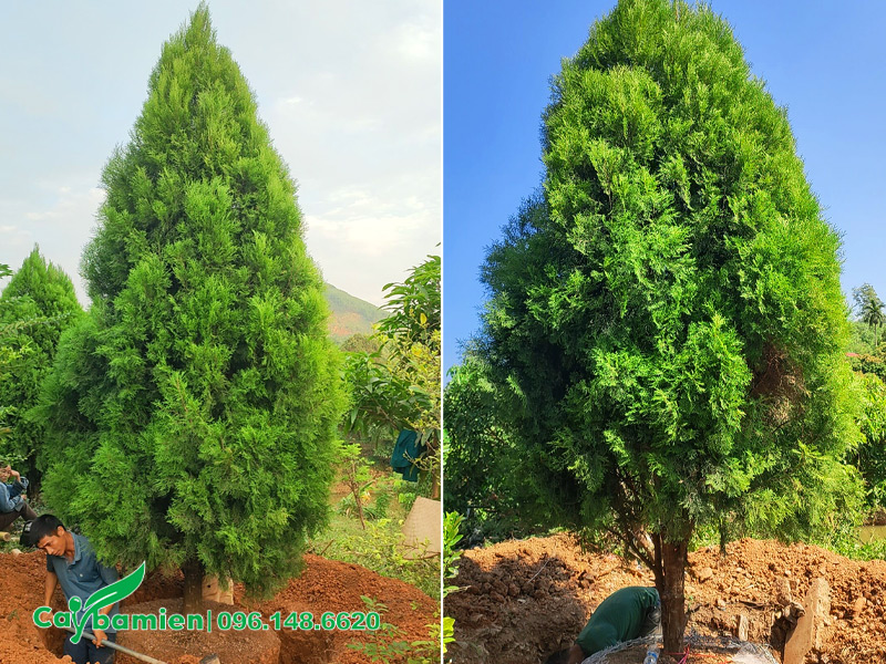 Bứng nóng cây hoàng đàn tuyết Lạng Sơn cao 4 - 5m