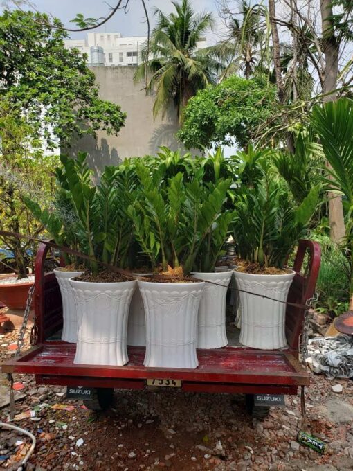 Bán cây kim tiền tại vườn