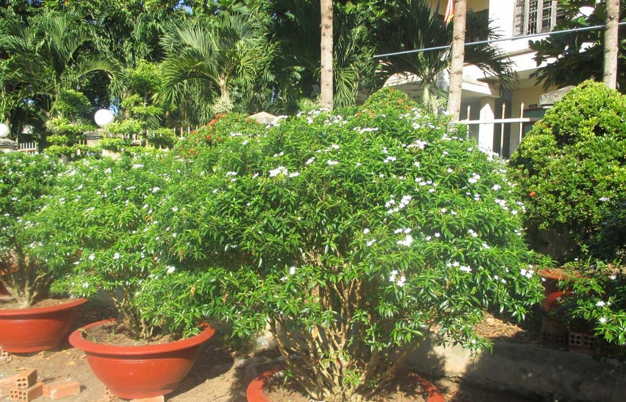Bán cây mai vạn phúc