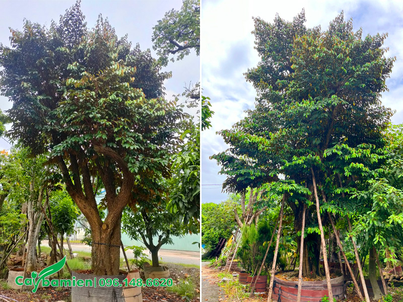 Cây Vú Sữa cổ thụ, đường kính gốc 30cm