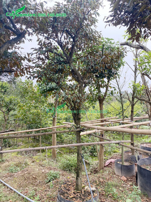 Dựng cọc làm giàn đỡ cho cây vú sữa công trình