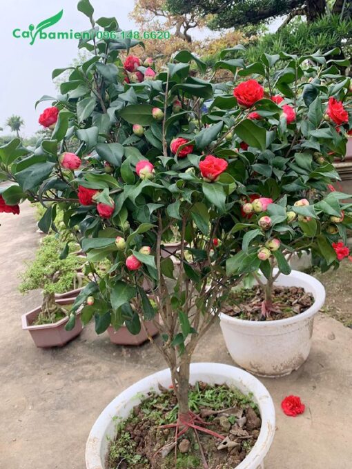 Bán chậu cây hoa trà đỏ