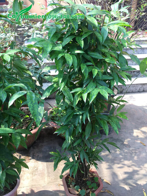 Chậu Trúc Nhật có tán lá xanh mướt