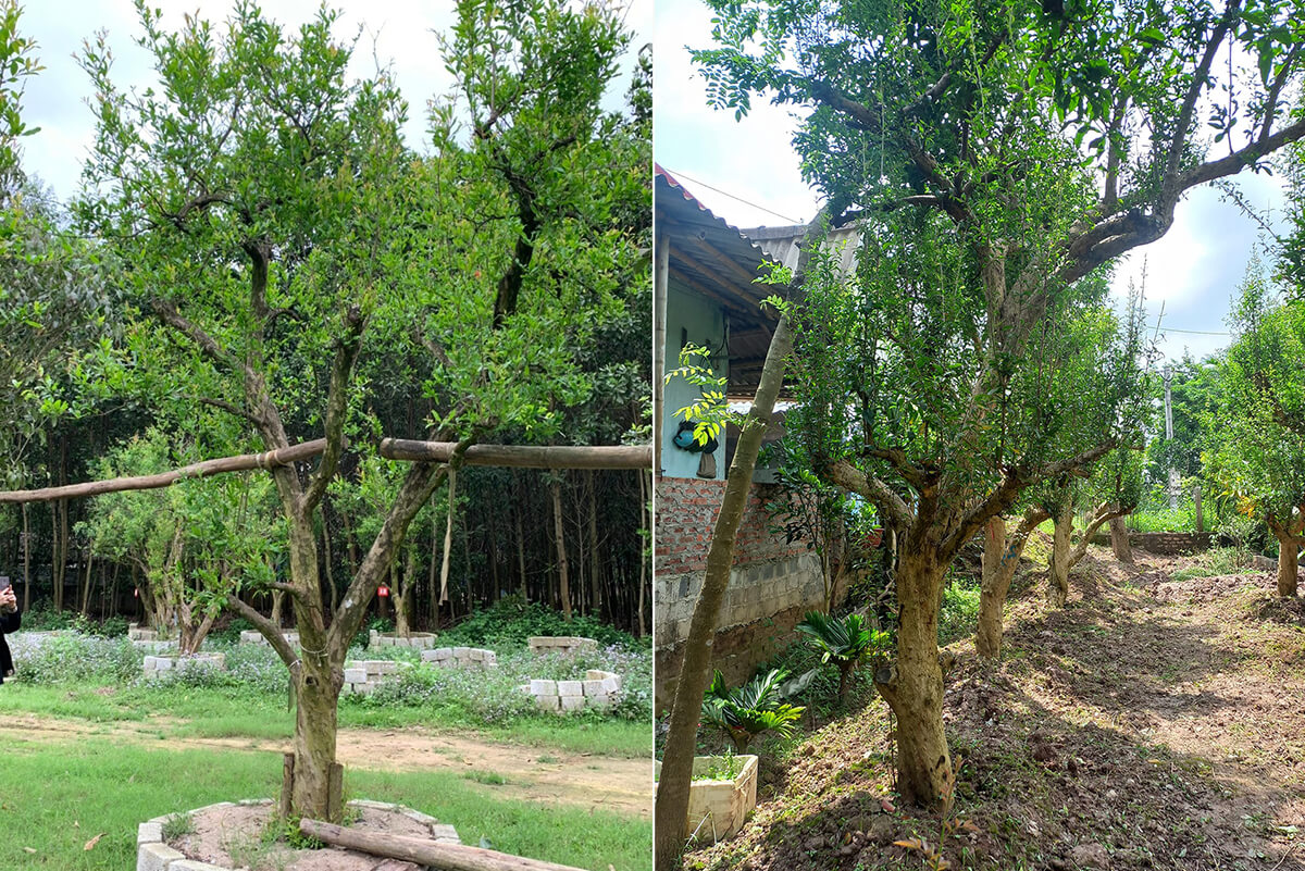 Hàng cây Lựu mới trồng có giàn đỡ chắc chắn