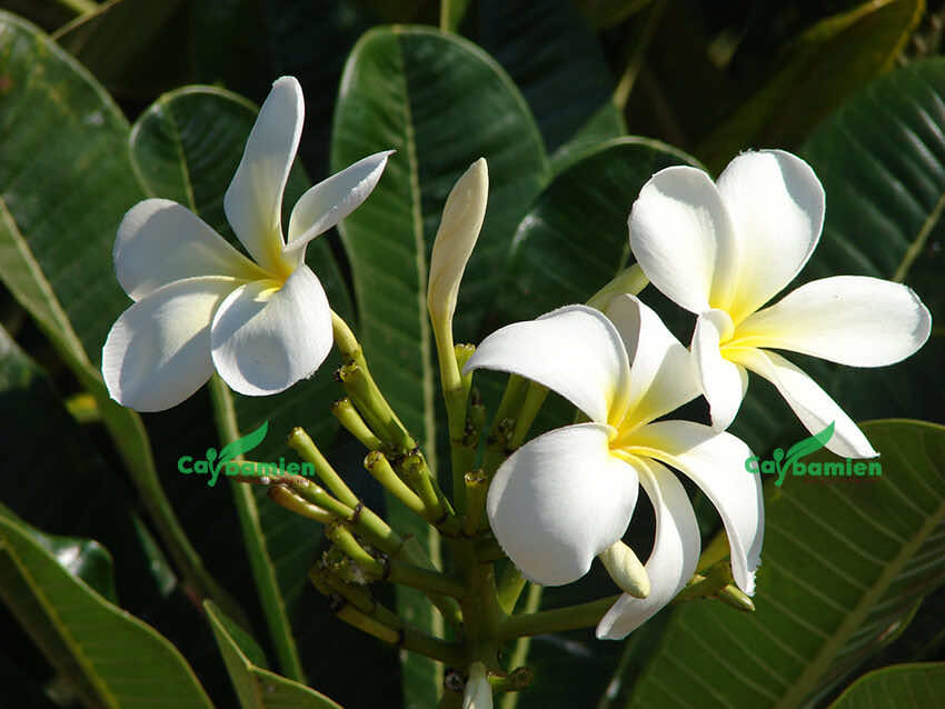 Chùm hoa đại trắng và hình dáng lá của cây
