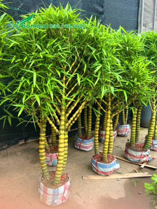 Cây cảnh Trúc Quan Âm có thân cành xòe đẹp, lá xanh tốt