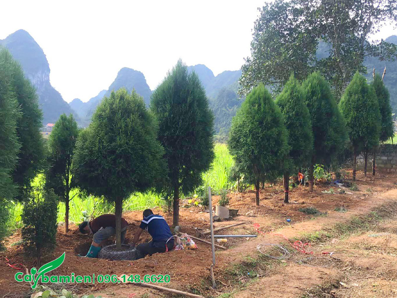 Hàng cây hoàng đàn trưởng thành cao 2 - 3m