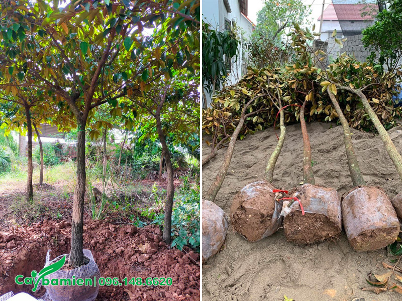 Trồng cây vú sữa mới bứng, đường kính gốc 5cm