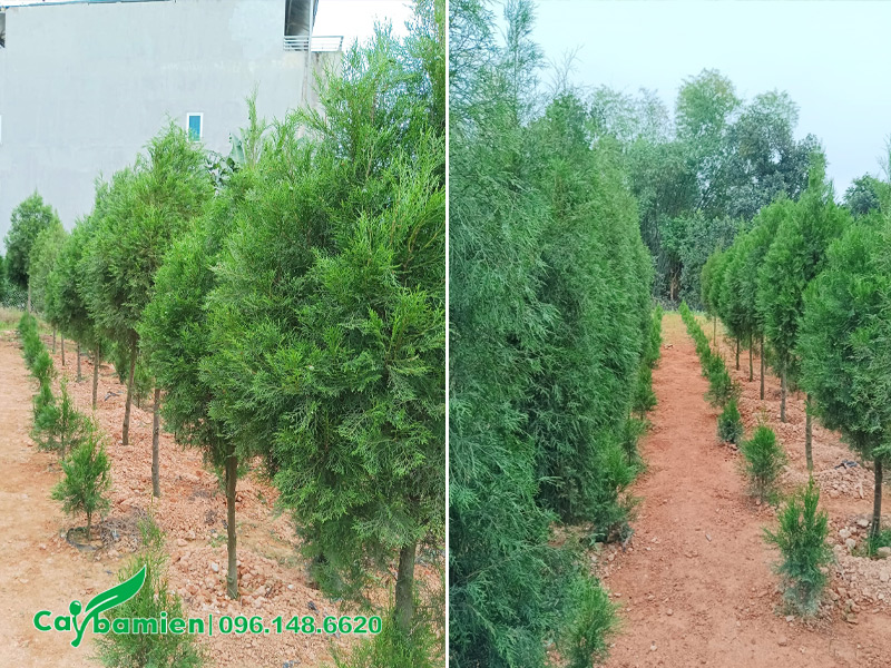 Vườn cây hoàng đàn trưởng thành, chiều cao khoảng 2m5