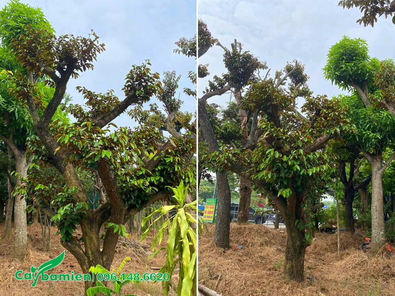 Cây đã được cắt tỉa cành tán