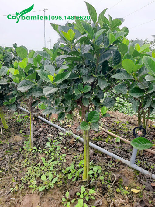 Mua cây Bạch Thiên Hương lớn, một thân