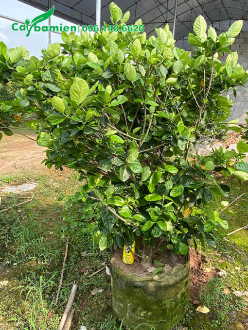 Bạch Thiên Hương trưởng thành, đường kính gốc từ 7 - 10cm