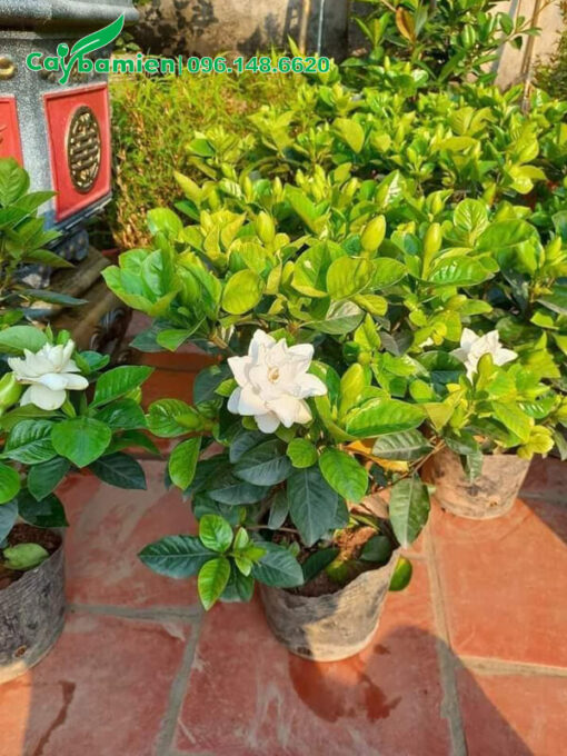 Bán số lượng lớn cây Bạch Thiên Hương cao 40cm, đã cho hoa