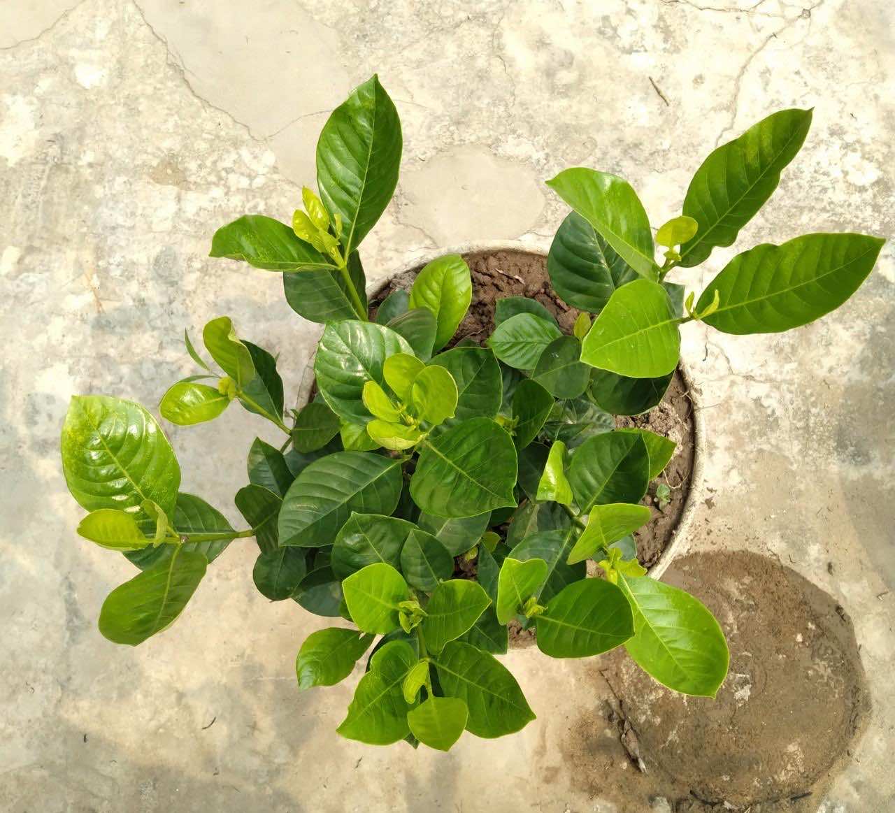 Bán cây bạch thiên hương có sẵn tại vườn