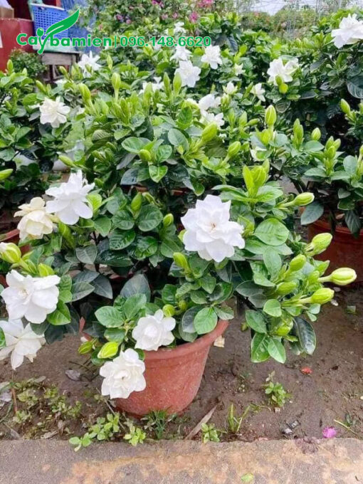 Chậu hoa Bạch Thiên Hương đẹp, nhiều nụ chưa nở