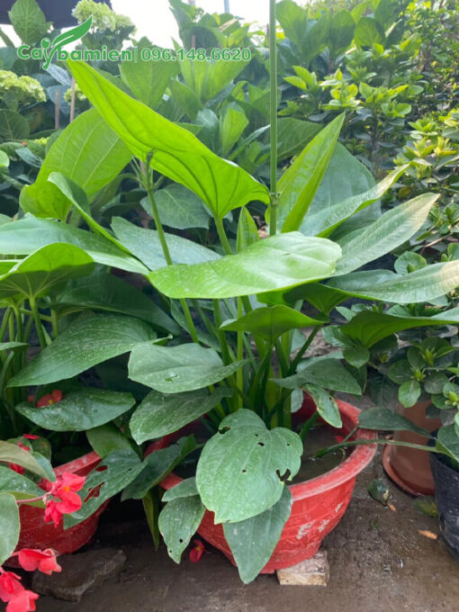 Bách Thủy Tiên trưởng thành, cao 50cm