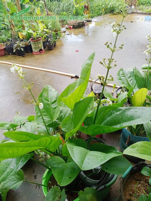 Vườn cây cảnh bán Bách Thủy Tiên trưởng thành cao 40cm