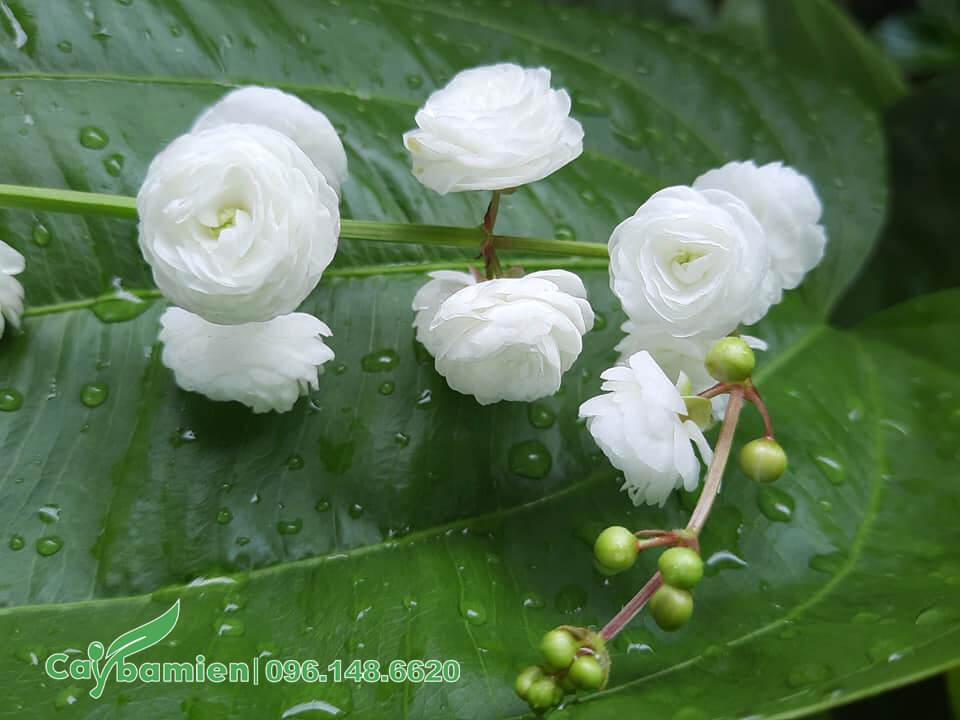 Chùm hoa cây Bách Thủy Tiên kép