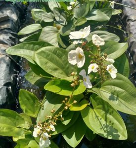 Hàng Bách Thủy Tiên trồng thủy cảnh, đang cho hoa