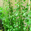 Chậu cây cúc tần ấn độ tươi tốt, ngọn non mơn mởn