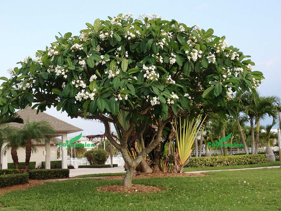 Hình ảnh cây hoa đại trắng trồng trong khuôn viên khu nghỉ dưỡng