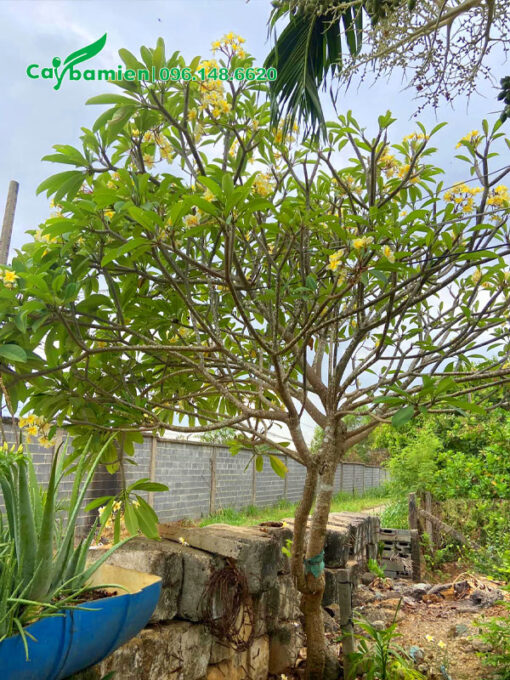 Cây hoa đại vàng đẹp, đang nở rộ
