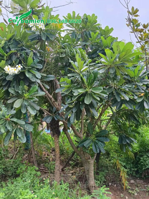 Vườn trồng cây hoa Sứ Đại trắng công trình